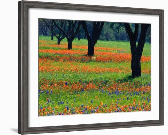 Field of Bluebonnets and Indian Paintbrush-Darrell Gulin-Framed Photographic Print