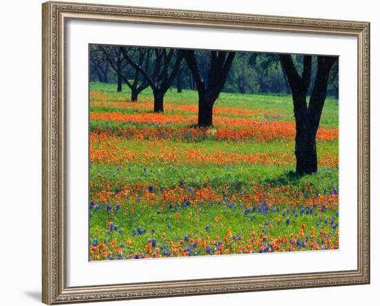 Field of Bluebonnets and Indian Paintbrush-Darrell Gulin-Framed Photographic Print