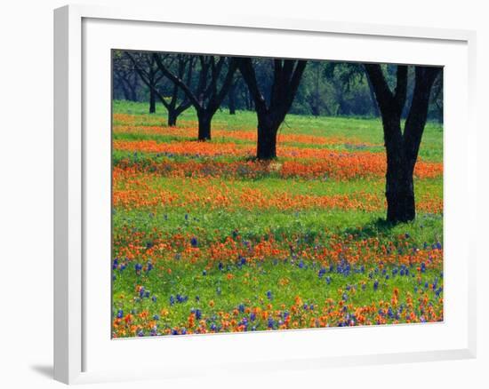 Field of Bluebonnets and Indian Paintbrush-Darrell Gulin-Framed Photographic Print