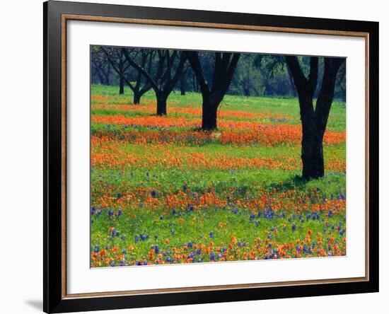 Field of Bluebonnets and Indian Paintbrush-Darrell Gulin-Framed Photographic Print