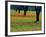 Field of Bluebonnets and Indian Paintbrush-Darrell Gulin-Framed Photographic Print