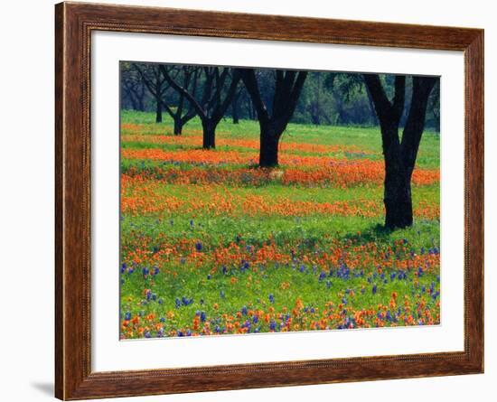 Field of Bluebonnets and Indian Paintbrush-Darrell Gulin-Framed Photographic Print