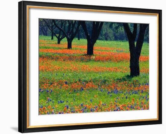 Field of Bluebonnets and Indian Paintbrush-Darrell Gulin-Framed Photographic Print