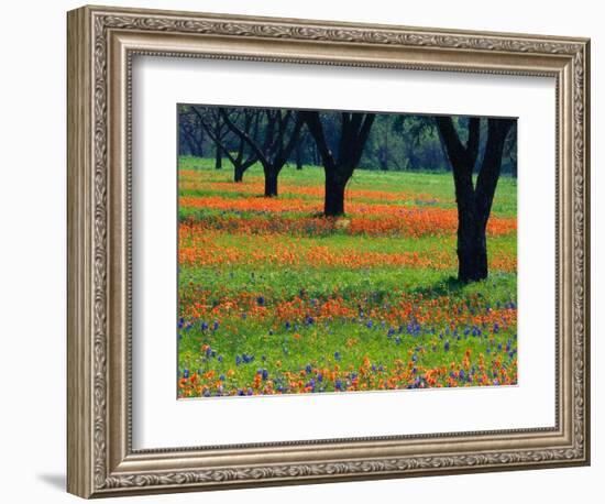 Field of Bluebonnets and Indian Paintbrush-Darrell Gulin-Framed Photographic Print