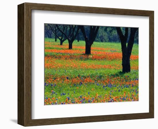 Field of Bluebonnets and Indian Paintbrush-Darrell Gulin-Framed Photographic Print