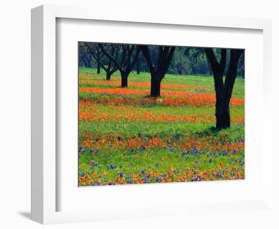 Field of Bluebonnets and Indian Paintbrush-Darrell Gulin-Framed Photographic Print