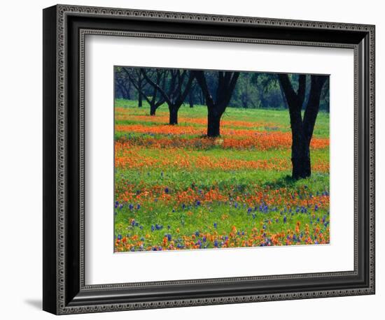 Field of Bluebonnets and Indian Paintbrush-Darrell Gulin-Framed Photographic Print