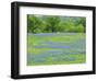 Field of bluebonnets and oak trees north of Llano Texas on Highway 16-Sylvia Gulin-Framed Photographic Print
