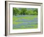 Field of bluebonnets and oak trees north of Llano Texas on Highway 16-Sylvia Gulin-Framed Photographic Print