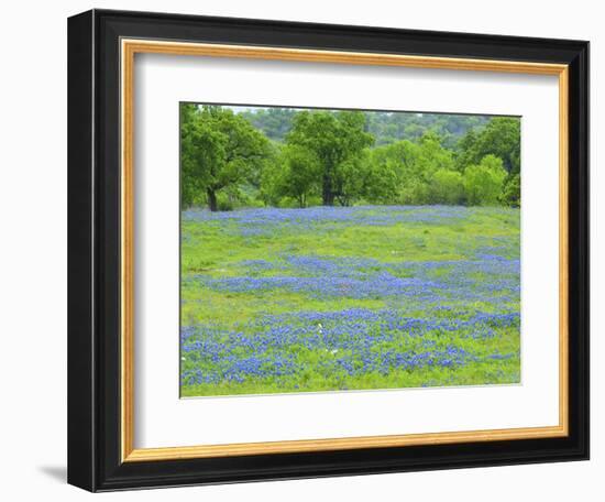 Field of bluebonnets and oak trees north of Llano Texas on Highway 16-Sylvia Gulin-Framed Photographic Print