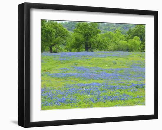 Field of bluebonnets and oak trees north of Llano Texas on Highway 16-Sylvia Gulin-Framed Photographic Print