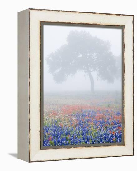 Field of Bluebonnets and Paintbrush on Foggy Morning, Texas, USA-Julie Eggers-Framed Premier Image Canvas