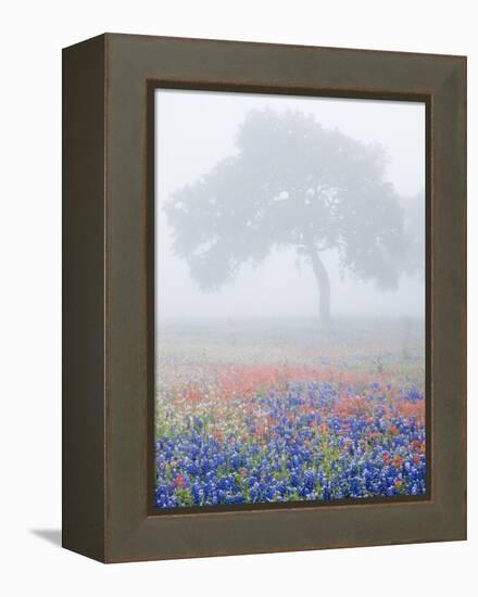 Field of Bluebonnets and Paintbrush on Foggy Morning, Texas, USA-Julie Eggers-Framed Premier Image Canvas