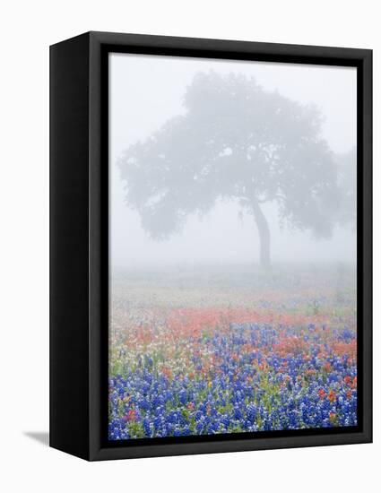 Field of Bluebonnets and Paintbrush on Foggy Morning, Texas, USA-Julie Eggers-Framed Premier Image Canvas