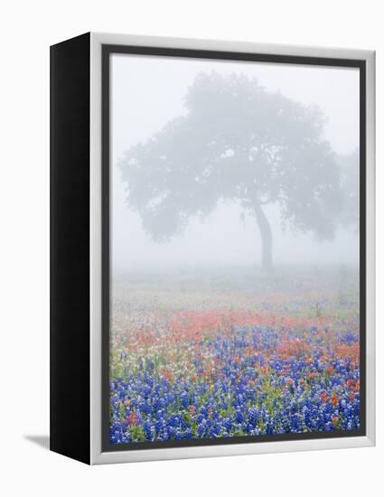 Field of Bluebonnets and Paintbrush on Foggy Morning, Texas, USA-Julie Eggers-Framed Premier Image Canvas