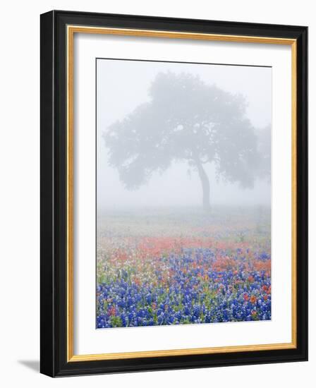 Field of Bluebonnets and Paintbrush on Foggy Morning, Texas, USA-Julie Eggers-Framed Photographic Print