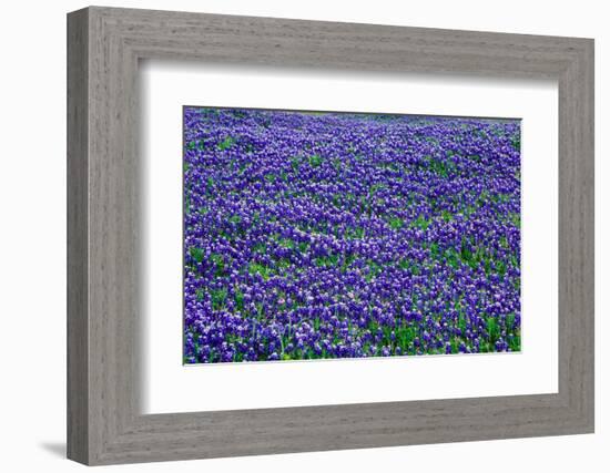 Field of bluebonnets in bloom Spring Willow City Loop Rd. TX-null-Framed Photographic Print