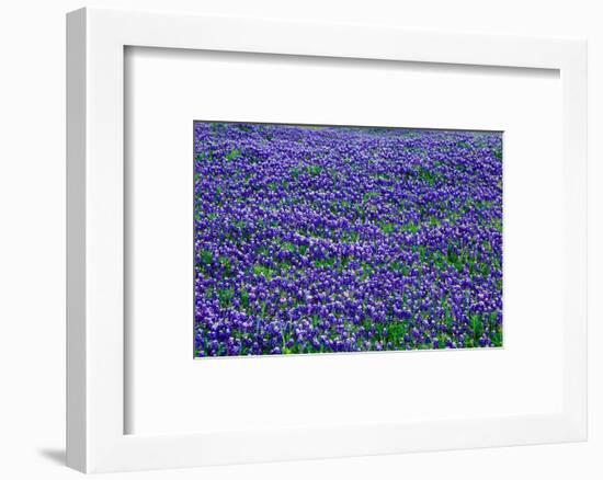 Field of bluebonnets in bloom Spring Willow City Loop Rd. TX-null-Framed Photographic Print