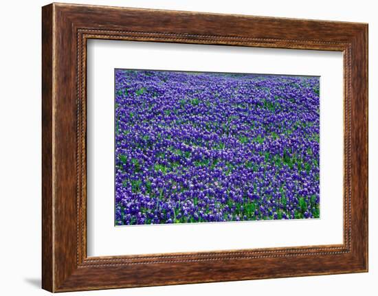 Field of bluebonnets in bloom Spring Willow City Loop Rd. TX-null-Framed Photographic Print