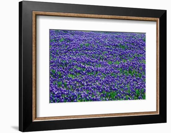 Field of bluebonnets in bloom Spring Willow City Loop Rd. TX-null-Framed Photographic Print