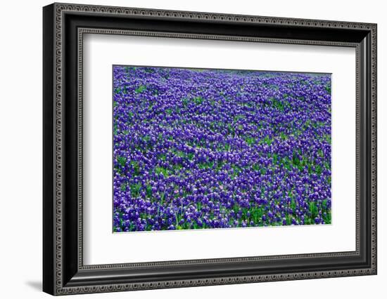 Field of bluebonnets in bloom Spring Willow City Loop Rd. TX-null-Framed Photographic Print