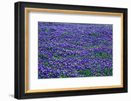 Field of bluebonnets in bloom Spring Willow City Loop Rd. TX-null-Framed Photographic Print