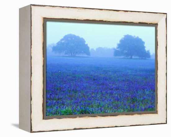 Field of Bluebonnets-Darrell Gulin-Framed Premier Image Canvas