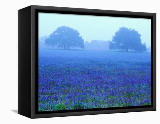 Field of Bluebonnets-Darrell Gulin-Framed Premier Image Canvas