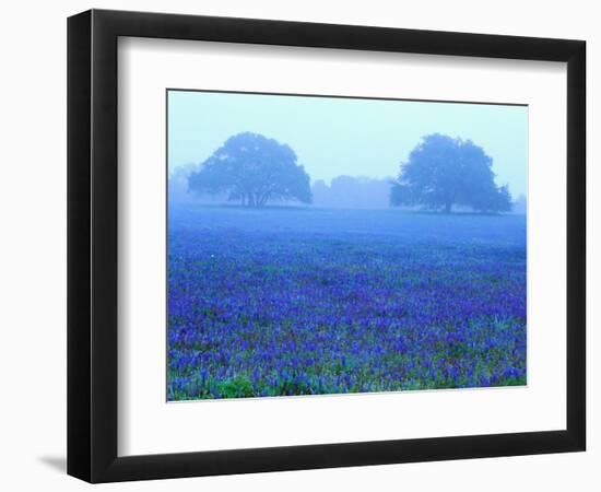 Field of Bluebonnets-Darrell Gulin-Framed Photographic Print