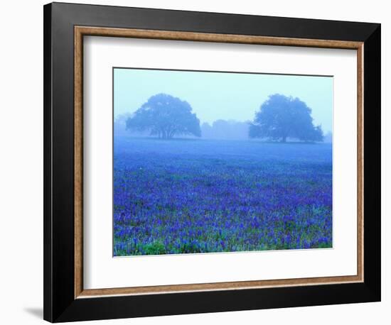 Field of Bluebonnets-Darrell Gulin-Framed Photographic Print