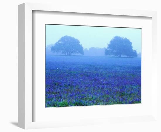 Field of Bluebonnets-Darrell Gulin-Framed Photographic Print