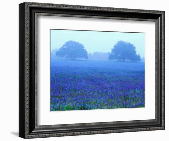 Field of Bluebonnets-Darrell Gulin-Framed Photographic Print