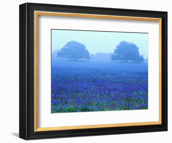 Field of Bluebonnets-Darrell Gulin-Framed Photographic Print