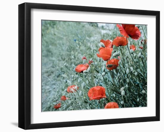 Field of Bright Red Corn Poppy Flowers in Summer-Tetyana Kochneva-Framed Photographic Print