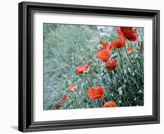 Field of Bright Red Corn Poppy Flowers in Summer-Tetyana Kochneva-Framed Photographic Print