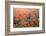 Field of Bright Red Corn Poppy Flowers in Summer-Volodymyr Burdiak-Framed Photographic Print