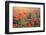 Field of Bright Red Corn Poppy Flowers in Summer-Volodymyr Burdiak-Framed Photographic Print