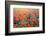 Field of Bright Red Corn Poppy Flowers in Summer-Volodymyr Burdiak-Framed Photographic Print