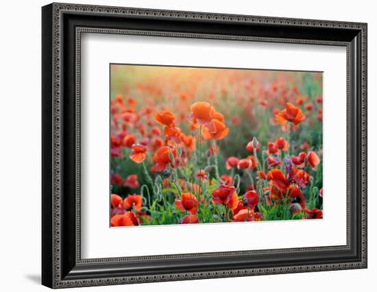 Field of Bright Red Corn Poppy Flowers in Summer-Volodymyr Burdiak-Framed Photographic Print