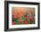 Field of Bright Red Corn Poppy Flowers in Summer-Volodymyr Burdiak-Framed Photographic Print