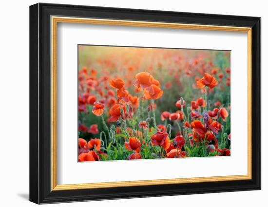 Field of Bright Red Corn Poppy Flowers in Summer-Volodymyr Burdiak-Framed Photographic Print