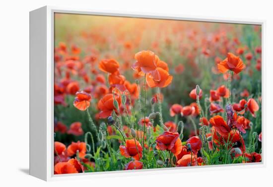 Field of Bright Red Corn Poppy Flowers in Summer-Volodymyr Burdiak-Framed Premier Image Canvas