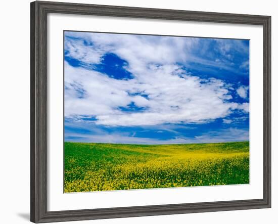 Field of Canola or Mustard flowers, Palouse Region, Washington, USA-Adam Jones-Framed Photographic Print