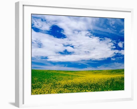 Field of Canola or Mustard flowers, Palouse Region, Washington, USA-Adam Jones-Framed Photographic Print