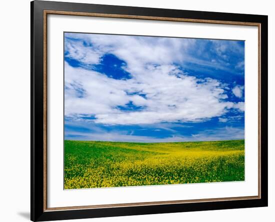 Field of Canola or Mustard flowers, Palouse Region, Washington, USA-Adam Jones-Framed Photographic Print