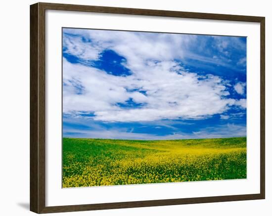 Field of Canola or Mustard flowers, Palouse Region, Washington, USA-Adam Jones-Framed Photographic Print