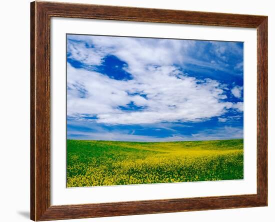 Field of Canola or Mustard flowers, Palouse Region, Washington, USA-Adam Jones-Framed Photographic Print