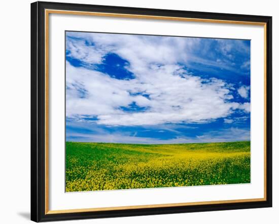 Field of Canola or Mustard flowers, Palouse Region, Washington, USA-Adam Jones-Framed Photographic Print