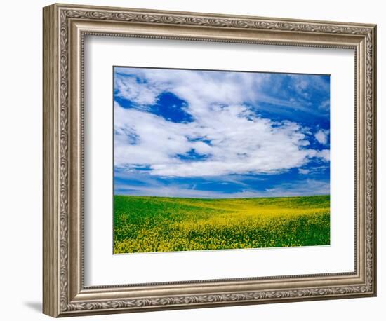 Field of Canola or Mustard flowers, Palouse Region, Washington, USA-Adam Jones-Framed Photographic Print