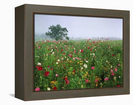 Field of Cosmos Flower, Union, Kentucky, USA-Adam Jones-Framed Premier Image Canvas